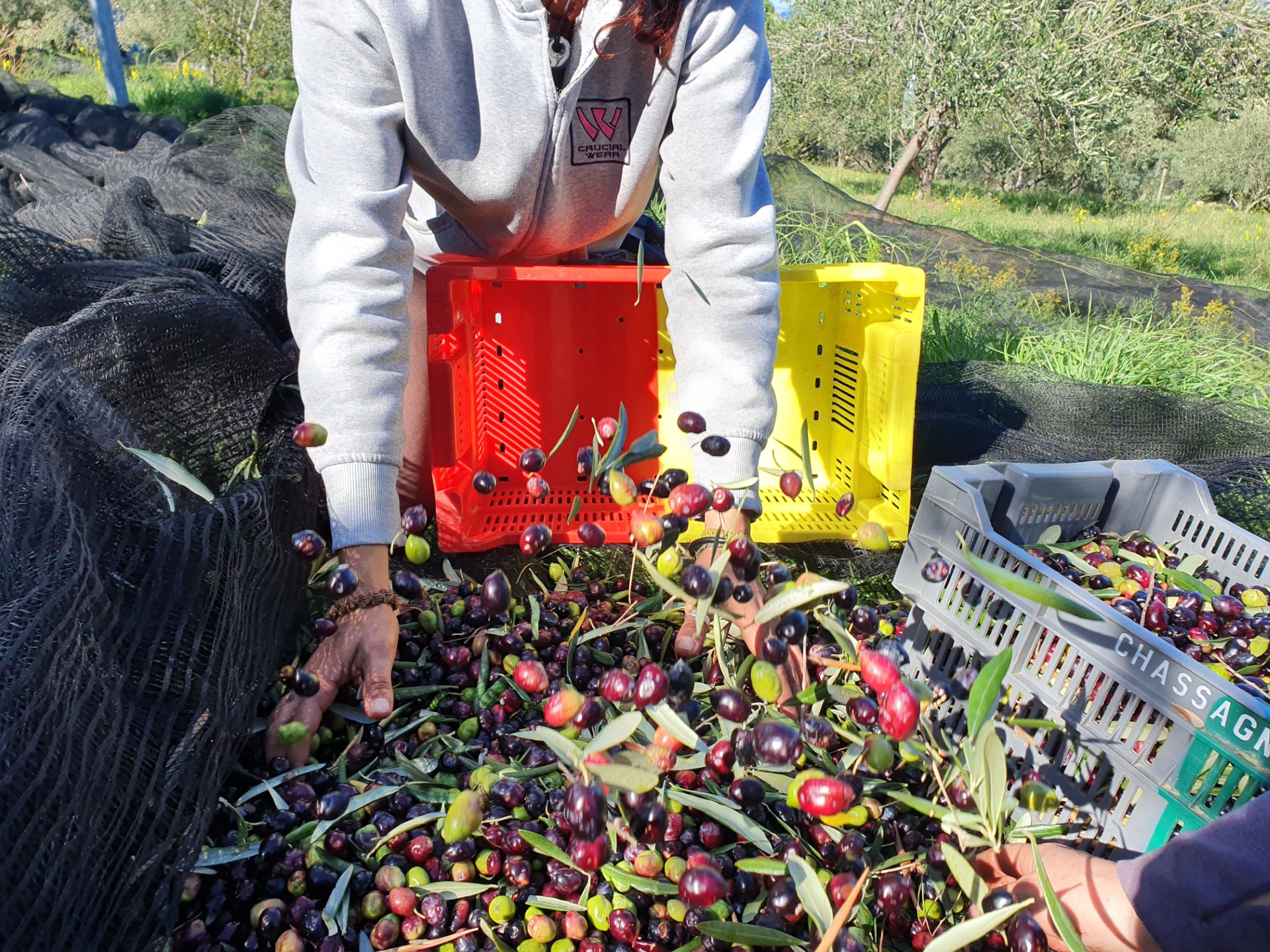DOMAINE DU MAS BOUTET